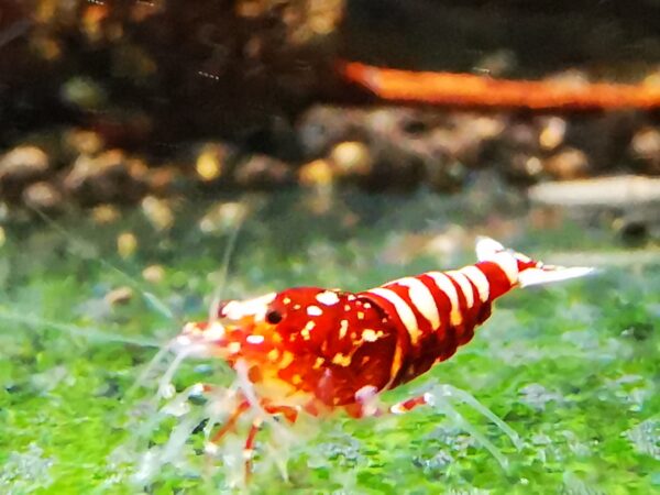 GALAXY RED - 1.0 CM - Image 3